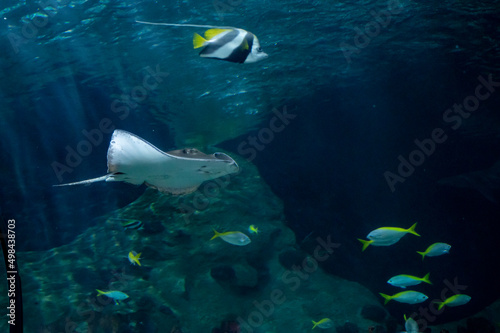 Fototapeta Naklejka Na Ścianę i Meble -  Sea aquarium with salt water and differenet colorful coral reef fish and Batoidea ray