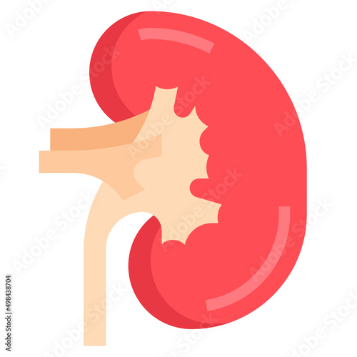 KIDNEYS flat icon