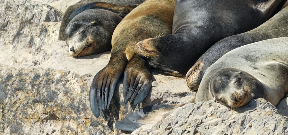 Close up sea lions in the wild sleeping on the beach Pacific Ocean coastline California Close up sea lions in the wild sleeping on the beach Pacific Ocean coastline California