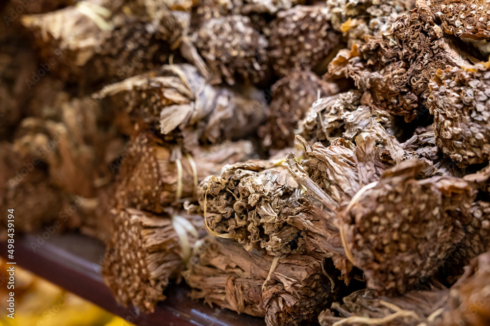 Hand made production of cigars from dried tobacco leaves, Garachico, Tenerife, Canary islands, Spain Hand made production of cigars from dried tobacco leaves, Garachico, Tenerife, Canary islands, Spain