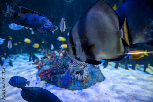 Sea aquarium with salt water and differenet colorful coral reef fish photo