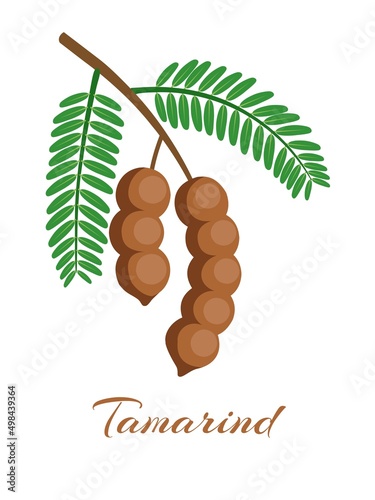 Vector illustration of tamarind or tamarindus indica, with green leaves, isolated on white background.