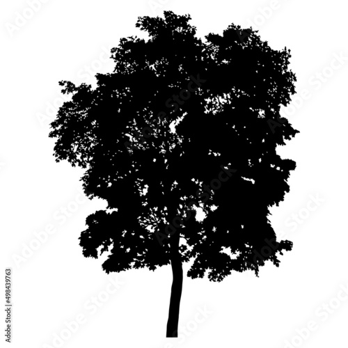 Silhouette of tree