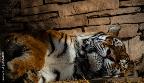 Closeup of a Sleeping Tiger