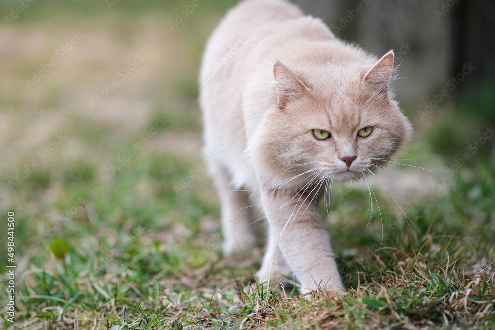 A fluffy cat of an unusual color roams in the yard. A fluffy cat of an unusual color roams in the yard.