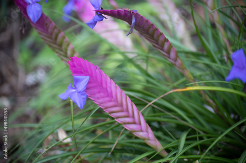 Colorful blossom of walissia lindeniana tropical ornamental flowers photo