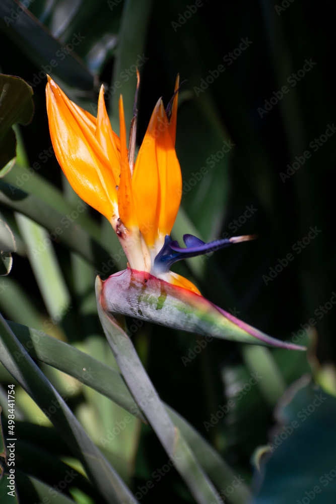 Obraz premium Blossom of Strelitzia reginae, colorful bird of paradise flowers in botanical garden