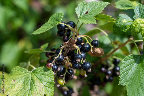 Royal de Naples old variety of black currant berries using for making sweet cassis liqueur in Burgundy, France