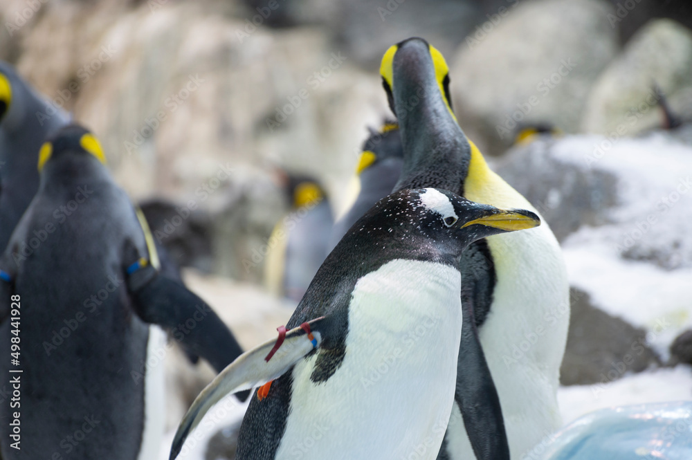 Fototapeta premium Colony of gentoo and emperor penguins sea birds