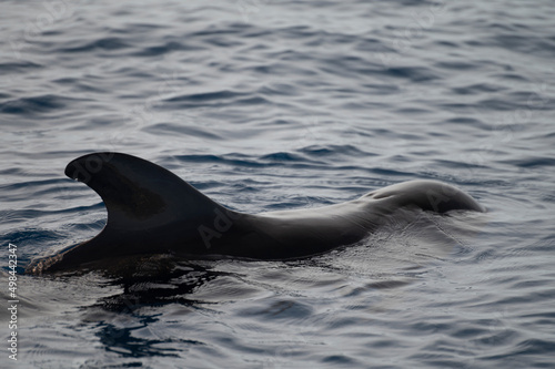 Whales watching from boat  spotted family of whales near coast of Tenerife  Canary islands  Spain