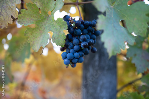 Autumn on vineyards near wine making town Montalcino, Tuscany, ripe blue sangiovese grapes hanging on plants after harvest, Italy