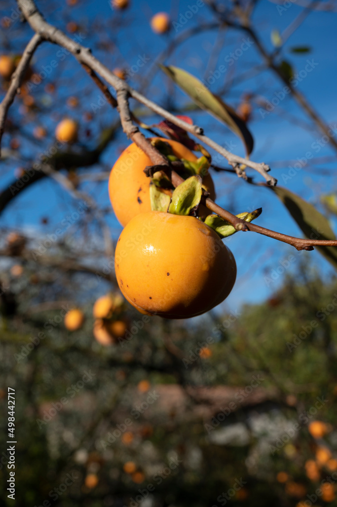 Ripe orange persimmon fruit hanging on tree in autumn Ripe orange persimmon fruit hanging on tree in autumn