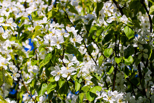 Wild pear tree blossom blooming in spring. Beautiful tender flower on sunny day.