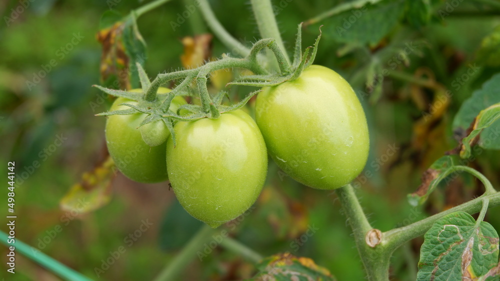 Tomato plants in greenhouse Green tomatoes plantation. Organic farming, young tomato plants growth in greenhouse. Tomato plants in greenhouse Green tomatoes plantation. Organic farming, young tomato plants growth in greenhouse.