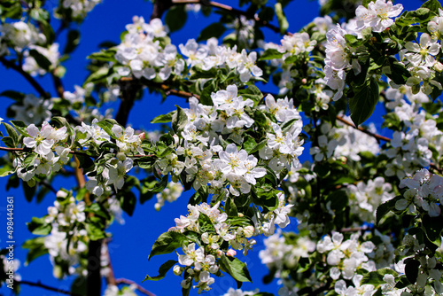 Wild pear tree blossom blooming in spring. Beautiful tender flower on sunny day.