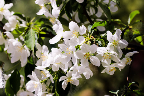 Wild pear tree blossom blooming in spring. Beautiful tender flower on sunny day.