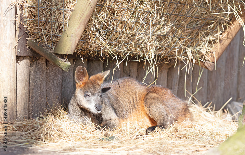 Fototapeta premium Wallaby resting and enjoying the sun
