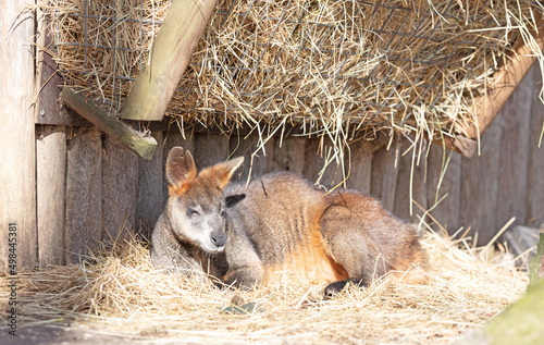 Wallaby resting and enjoying the sun photo