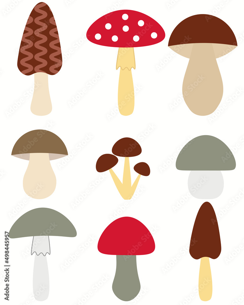 Mushroom set of vector illustrations