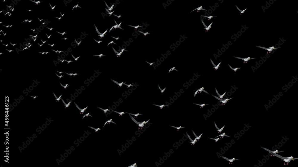 Flock of gulls flying birds and abstract sky spring background, beautiful seagulls flying at sunset. Elegance group of birds flying in a free space. freedom birds concept,symbol of liberty and freedom Flock of gulls flying birds and abstract sky spring background, beautiful seagulls flying at sunset. Elegance group of birds flying in a free space. freedom birds concept,symbol of liberty and freedom