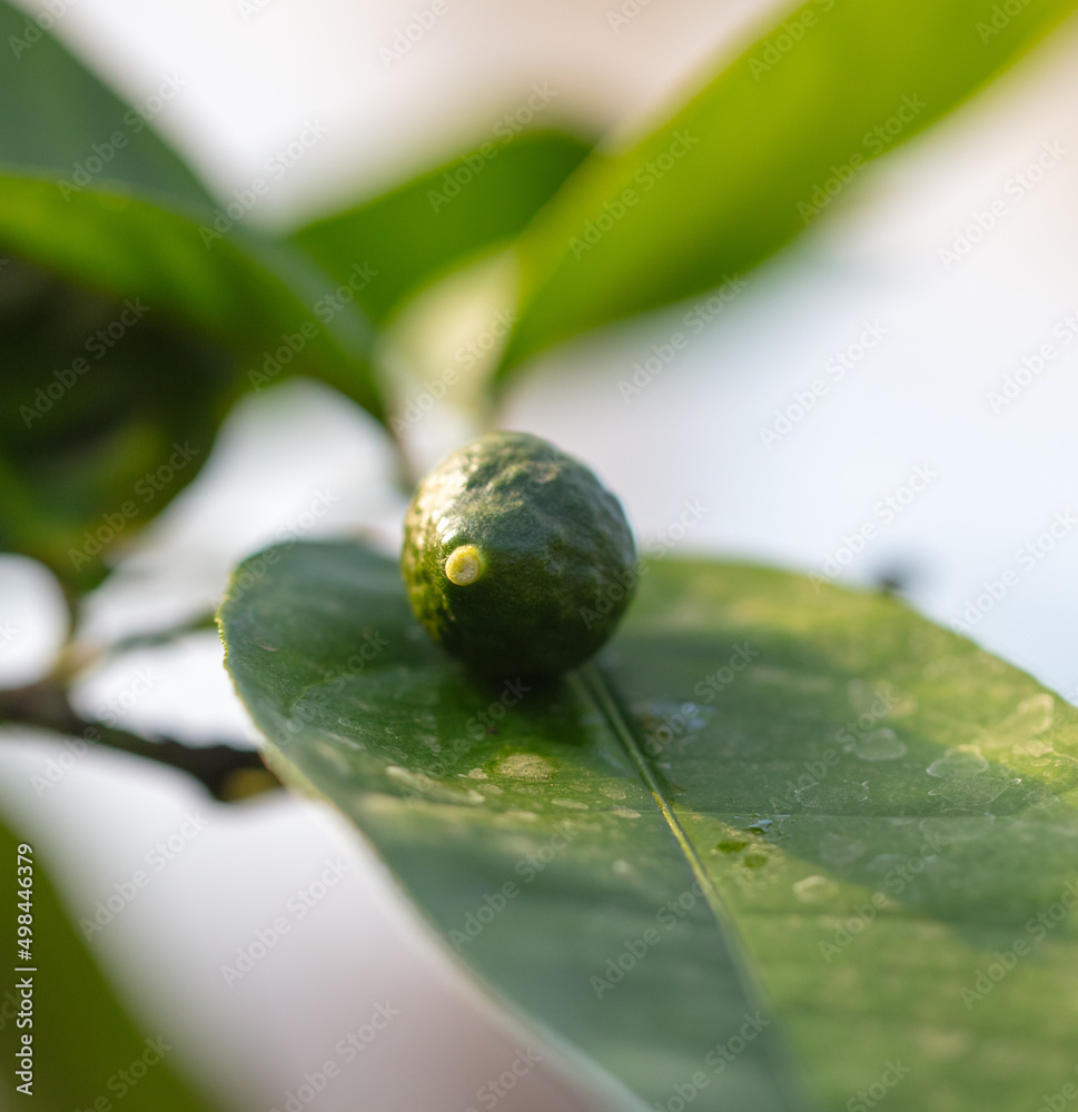 Small green orange on a plant. Small green orange on a plant.
