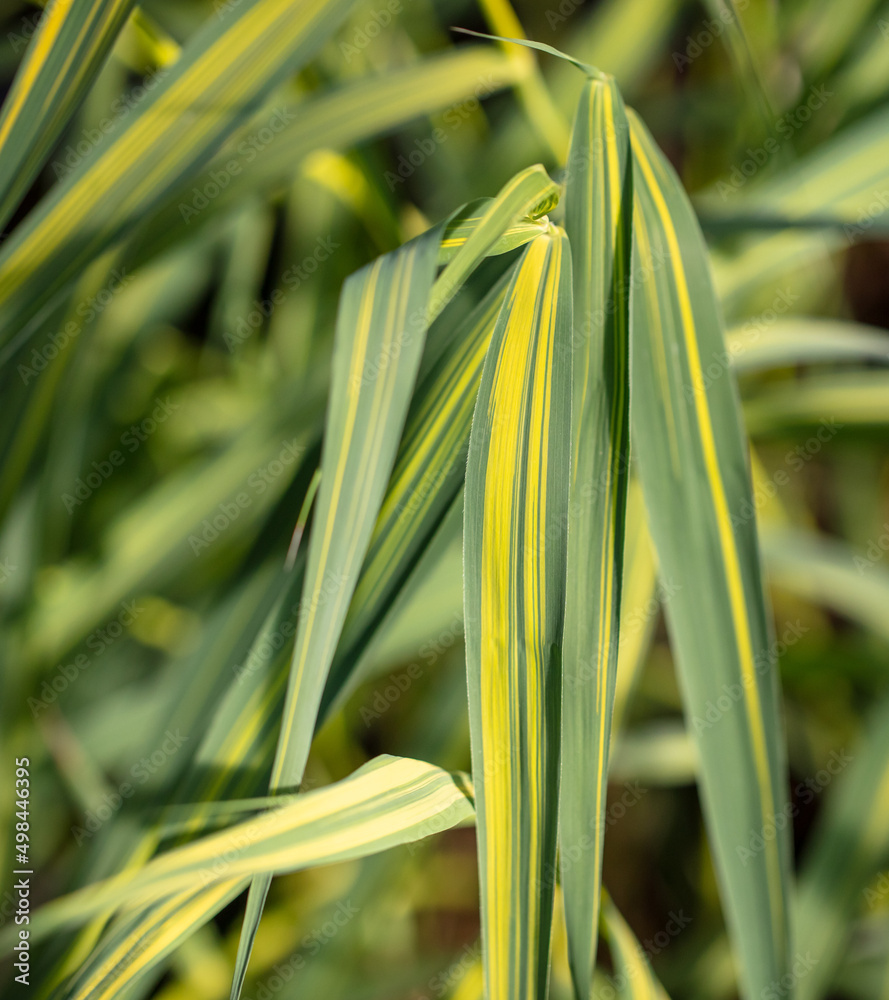 Obraz premium Green leaves of reeds in nature.