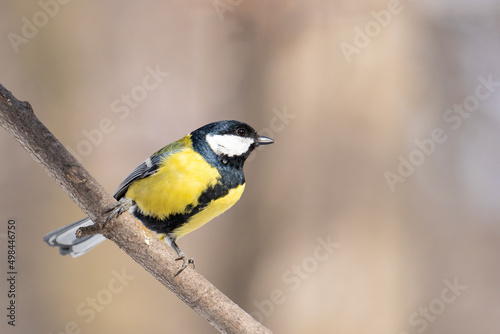 A lone bright yellow songbird tit sits on a branch in the forest. Close-up of a titmouse bird in the wildlife.