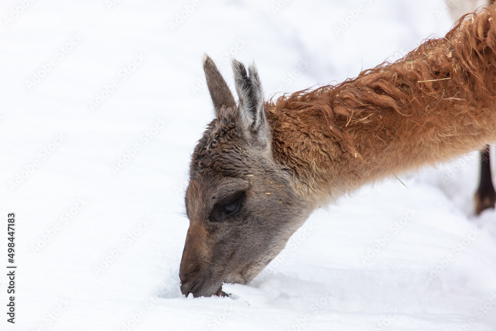 Lama eats snow in winter Lama eats snow in winter
