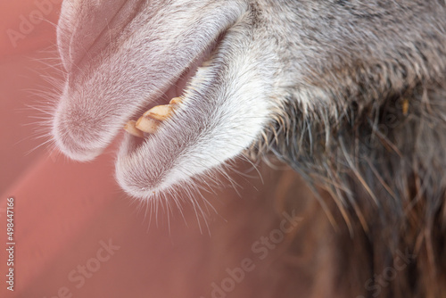 Nose and mouth of a camel.