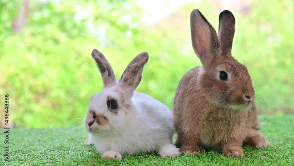 4K Two cute fluffy rabbits resting on green grass with natural bokeh 4K Two cute fluffy rabbits resting on green grass with natural bokeh