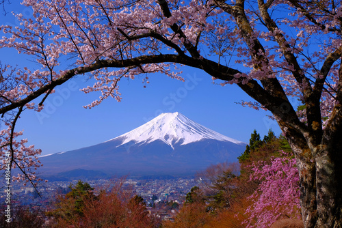 20220412富士吉田市・富士見孝徳公園の桜の木と富士山 © gandeaux