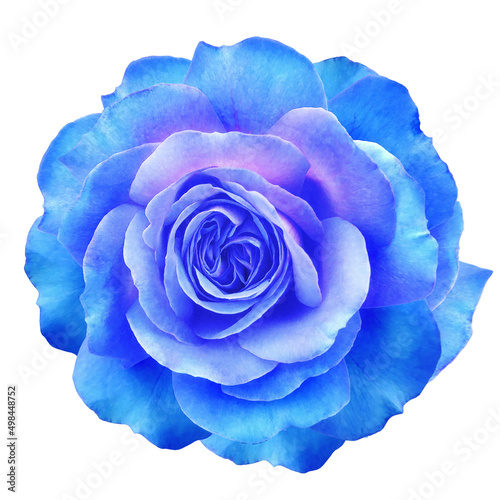 Blue rose flower on white isolated background with clipping path. Closeup. For design. Nature.
