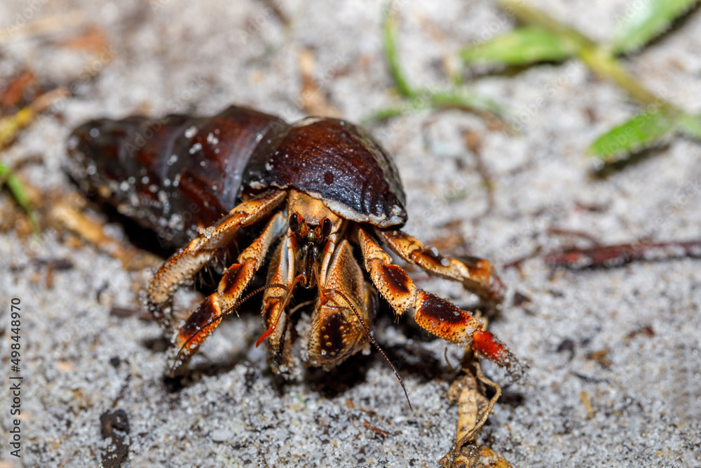 Big hermit crab with snail shell in natural habitat in rainforest Masoala national Park, Madagascar wildlife and wilderness