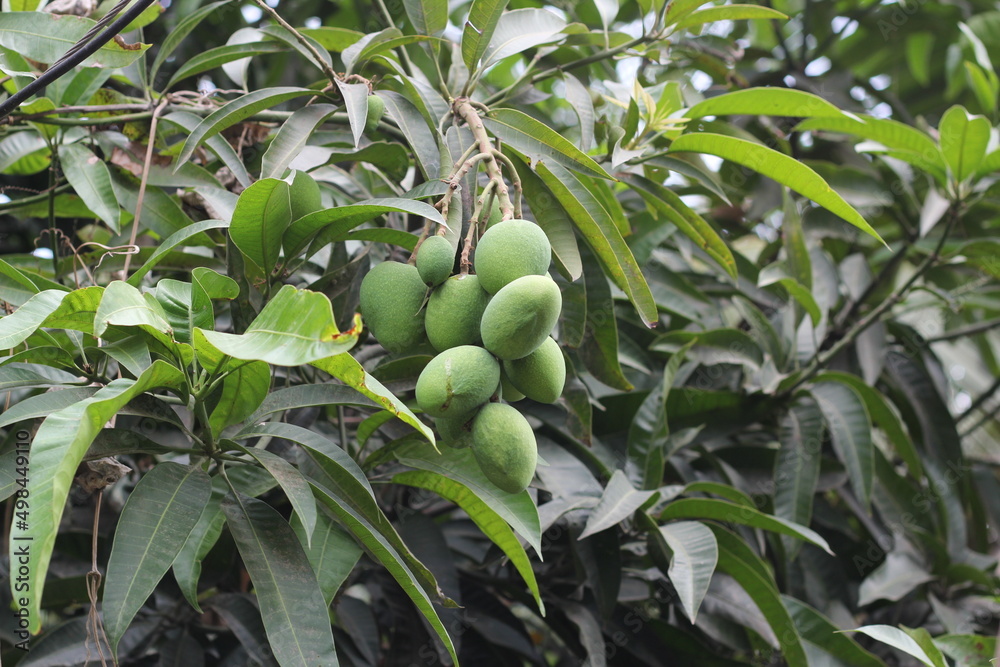 A bunch of green mango hanging on the tree A bunch of green mango hanging on the tree