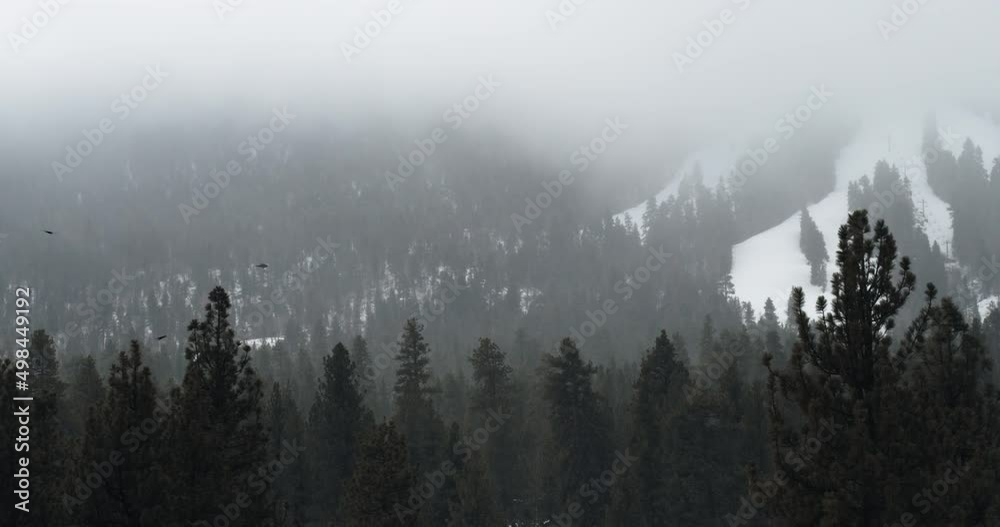 birds flying over trees in snow covered mountains birds flying over trees in snow covered mountains