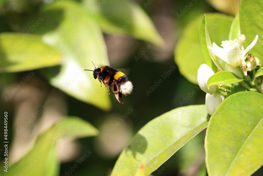 Bumblebee suspended in the air