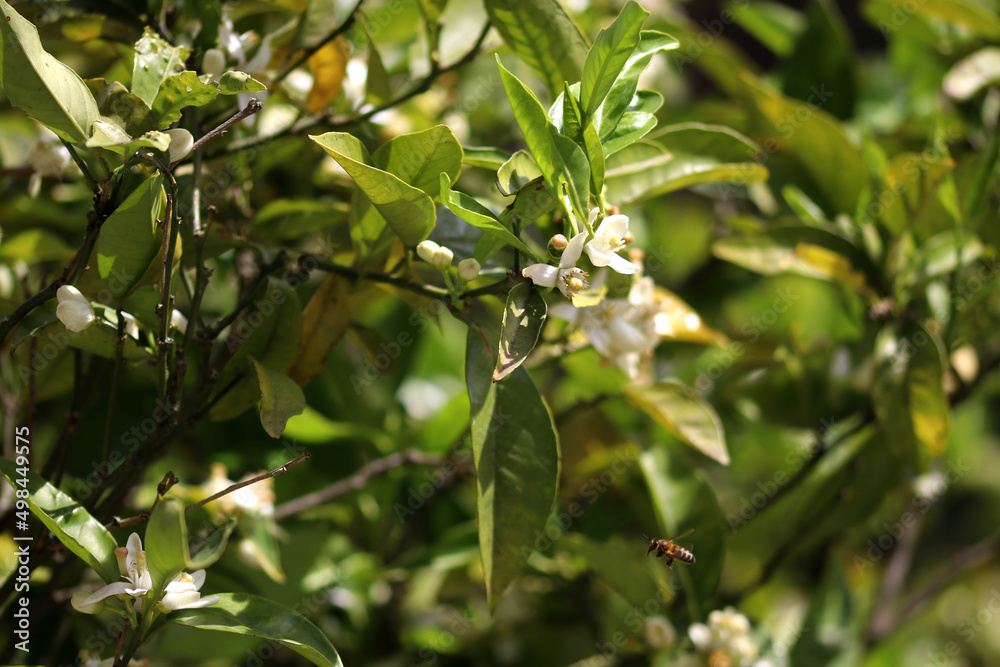 Nature scene, orange blossoms, and a small bee flying nearby Nature scene, orange blossoms, and a small bee flying nearby