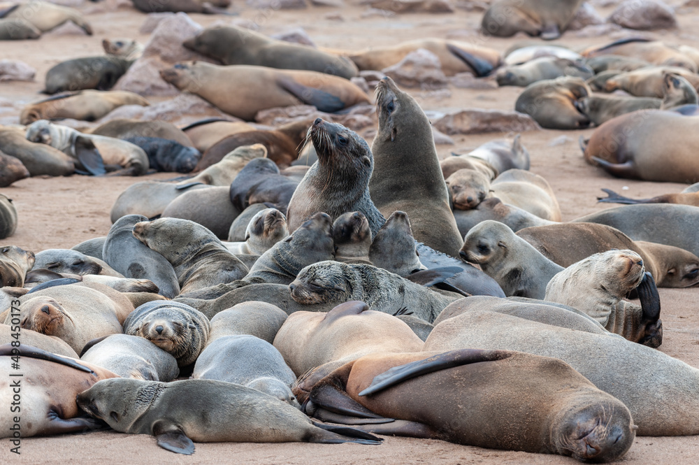 Fototapeta premium Impression of the abundant number of seals in the seal colony near Skeleton Coast, Namibia.