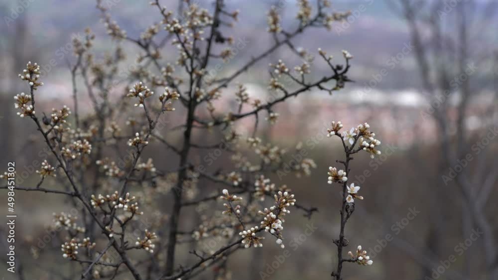 Blackthorn beginning of flowering (Prunus spinosa) - (4K) Blackthorn beginning of flowering (Prunus spinosa) - (4K)