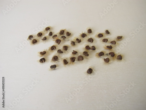 Self harvested hibiscus seeds on a wooden board