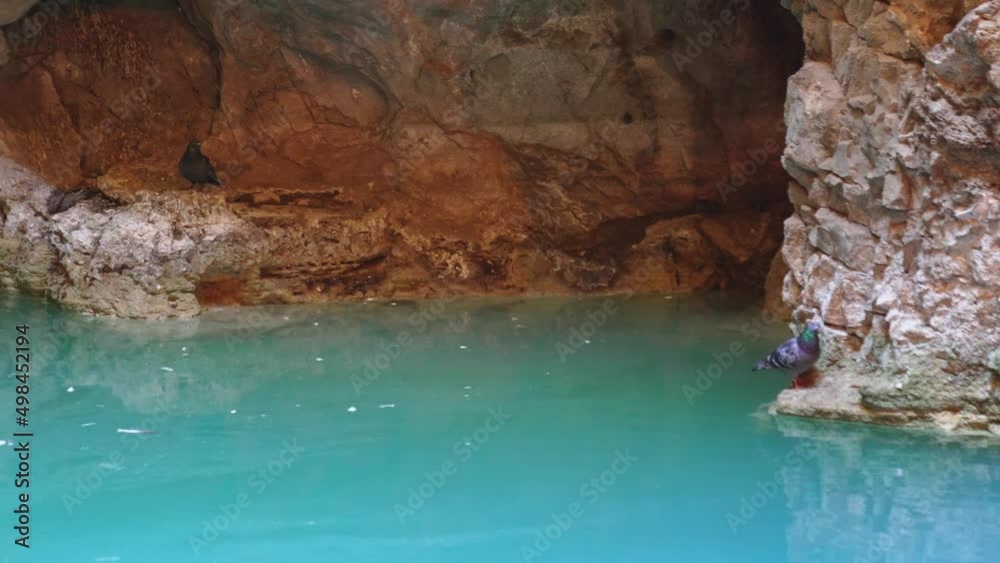 pigeon on rock in Proval. a natural well on southern slope of Mount Mashuk. pigeon on rock in Proval. a natural well on southern slope of Mount Mashuk.