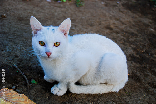 white cat 2
