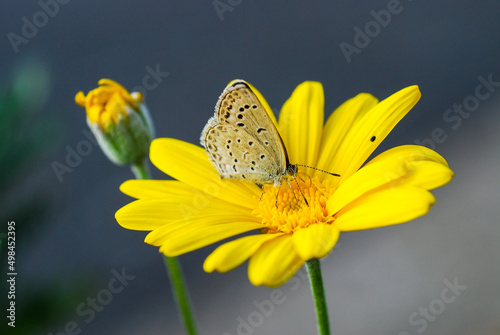 butterfly on a yellow flower 2 photo