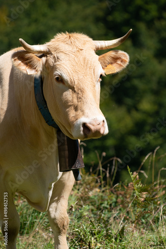 Cow Blonde d'Aquitaine French beef cattle breed with horns and bell in Basque country mountain pastures