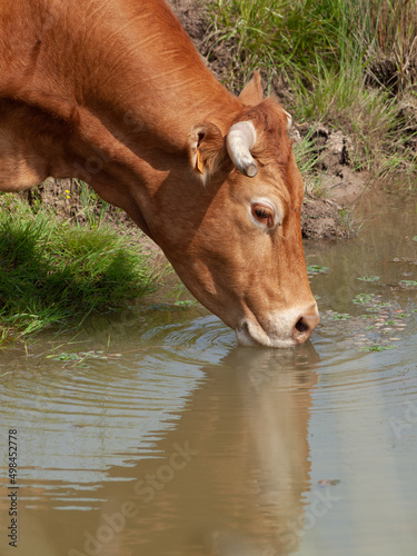 Brown cow drinking water