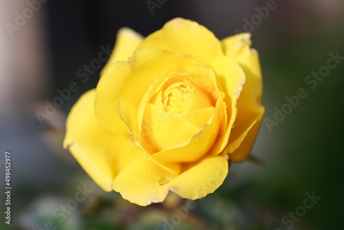 Rose flower macro. Yellow rose flower closeup. High quality natural background.