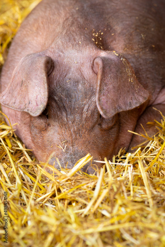 Cerdo descansando en una cama de paja (bienestar animal)