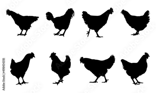 Silhouettes of hen chicken. vector Illustration