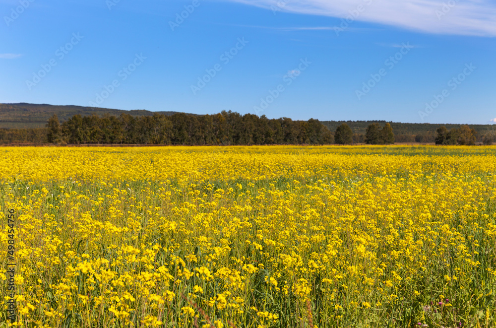 Field of flowering yellow rapeseed in Tunka foothill valley on sunny day with blue sky. Cultivation of agricultural fields of oilseed rape. Beautiful summer landscape. Agritourism. Natural background
