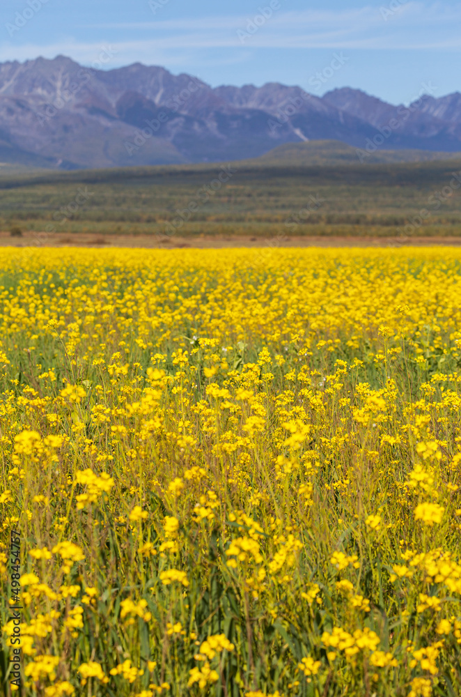 View on field of blooming yellow rapeseed in Tunka Valley against the backdrop of Eastern Sayan Mountainous. Cultivation of agricultural fields of rapeseed. Beautiful landscape. Natural background